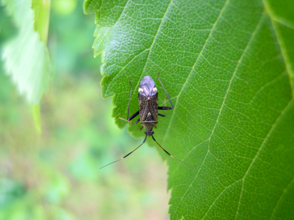 Miridae: Closterotomus fulvomaculatus